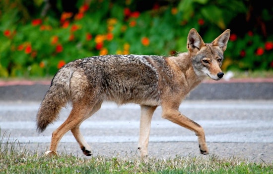 Coyote Troubles Prompt City Hazing Plan