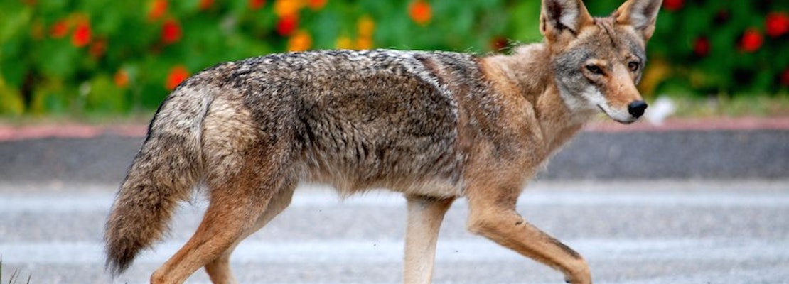 Coyote Troubles Prompt City Hazing Plan