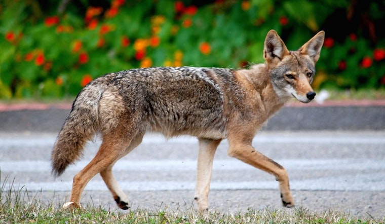 Coyote Troubles Prompt City Hazing Plan