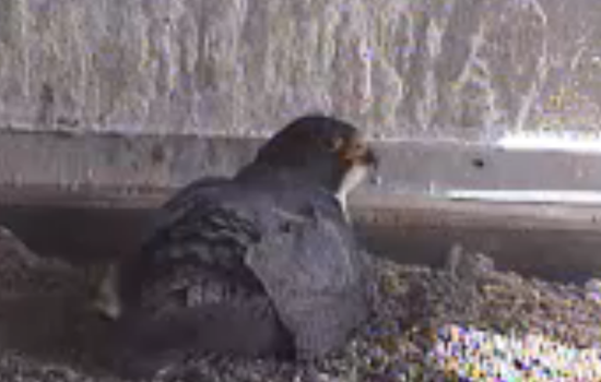Watch Peregrines Parent Via PG&E's Falcon Cam