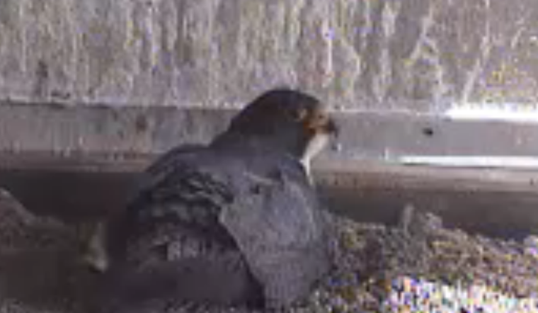 Watch Peregrines Parent Via PG&E's Falcon Cam