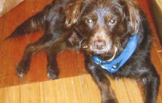 Police Seek Public's Help In Case Of Divisadero Dognapping
