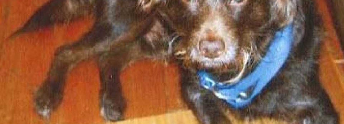 Police Seek Public's Help In Case Of Divisadero Dognapping