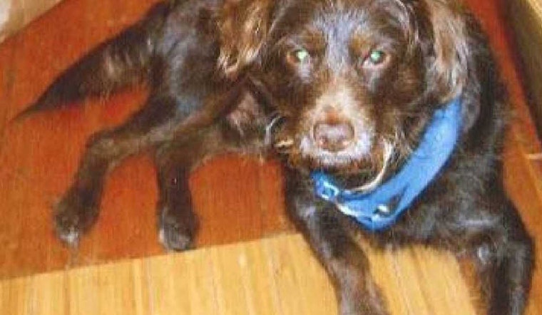 Police Seek Public's Help In Case Of Divisadero Dognapping