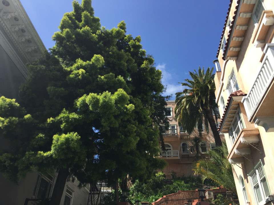Neighbors Outraged Over Removal Of 2 Redwoods, Other Trees On Stockton