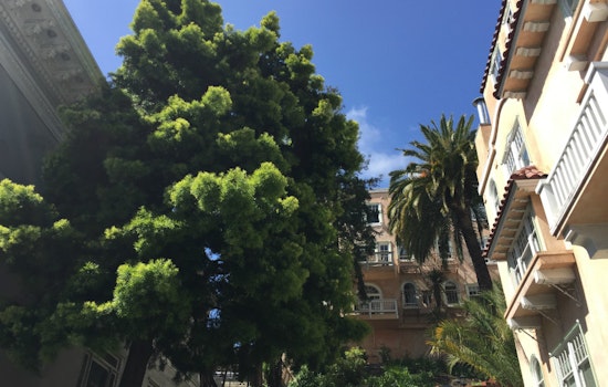 Neighbors Outraged Over Removal Of 2 Redwoods, Other Trees On Stockton