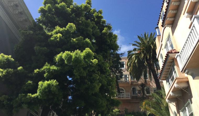 Neighbors Outraged Over Removal Of 2 Redwoods, Other Trees On Stockton