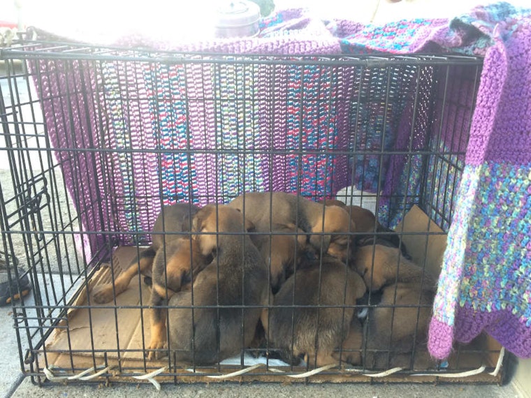 Spotted: Haight Street Puppy Pile
