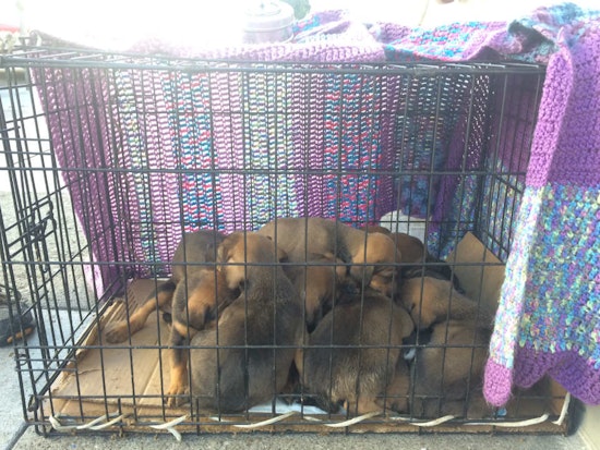 Spotted: Haight Street Puppy Pile