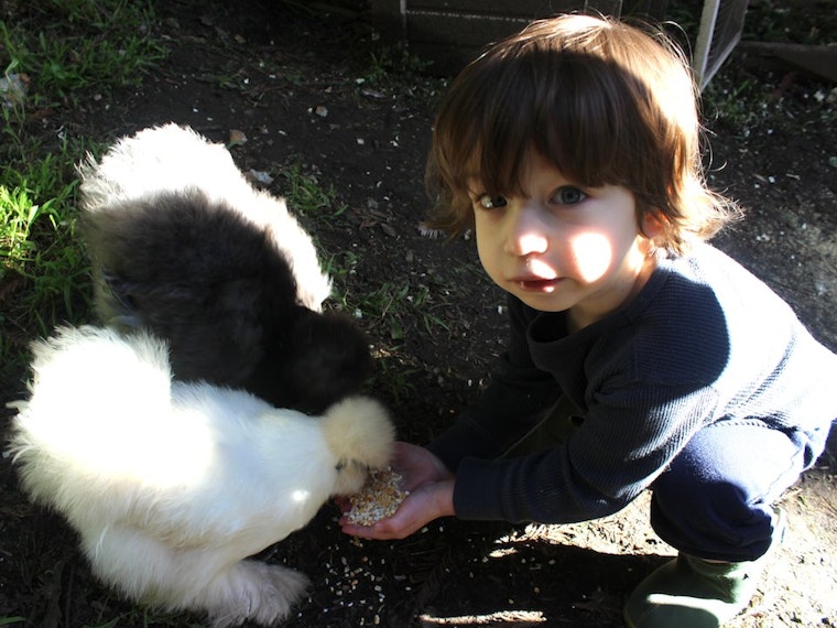 Cole Valley Poultry Aficionado: Backyard Chickens Are 'Better Than Cable'