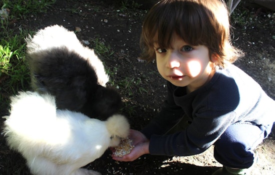 Cole Valley Poultry Aficionado: Backyard Chickens Are 'Better Than Cable'