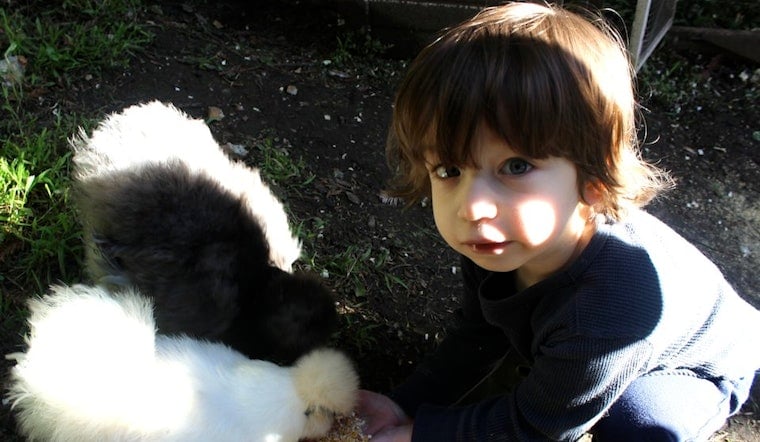 Cole Valley Poultry Aficionado: Backyard Chickens Are 'Better Than Cable'