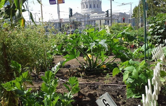 Tenderloin People's Garden Creates Oasis In A Food Desert