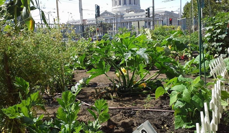 Tenderloin People's Garden Creates Oasis In A Food Desert
