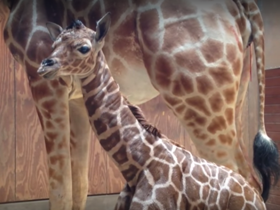 Baby Giraffe Alert: SF Zoo Announces Newest Arrival