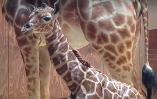Baby Giraffe Alert: SF Zoo Announces Newest Arrival