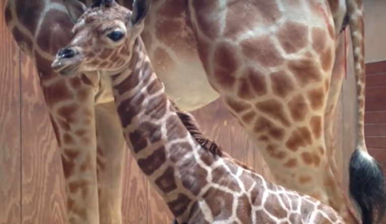Baby Giraffe Alert: SF Zoo Announces Newest Arrival