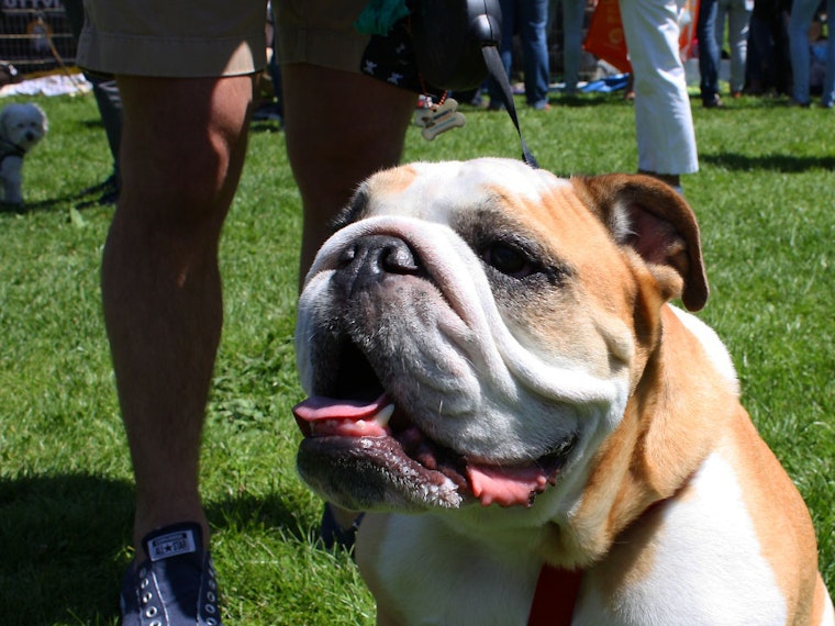 Get Your Woof On At Duboce Park's DogFest This Saturday