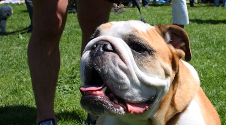 Get Your Woof On At Duboce Park's DogFest This Saturday