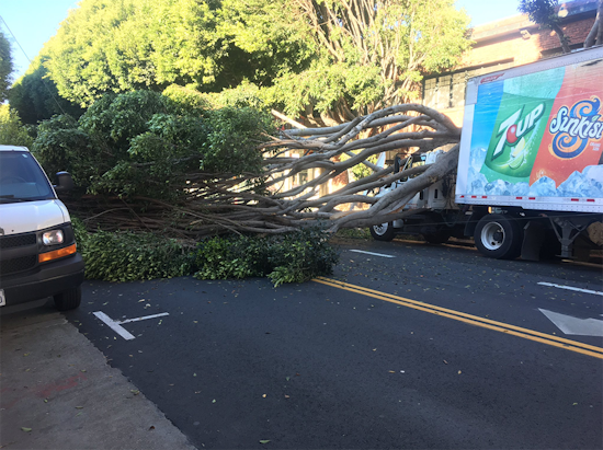 Fallen tree shuts down Hayes Street
