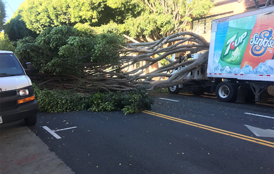 Fallen tree shuts down Hayes Street