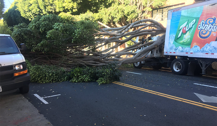 Fallen tree shuts down Hayes Street
