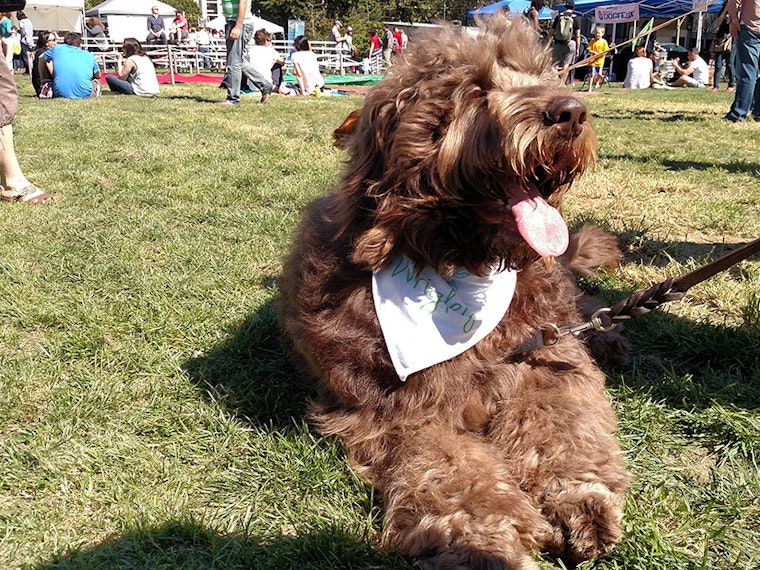 Scenes From DogFest 2016