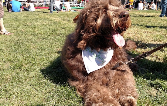 Scenes From DogFest 2016