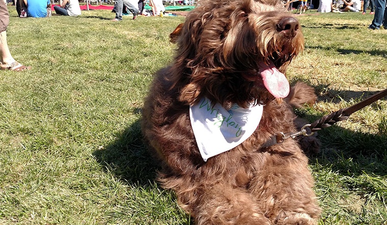 Scenes From DogFest 2016