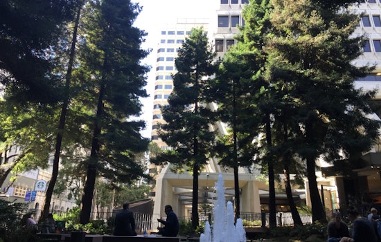 For National Arbor Day, Check Out Transamerica Redwood Park