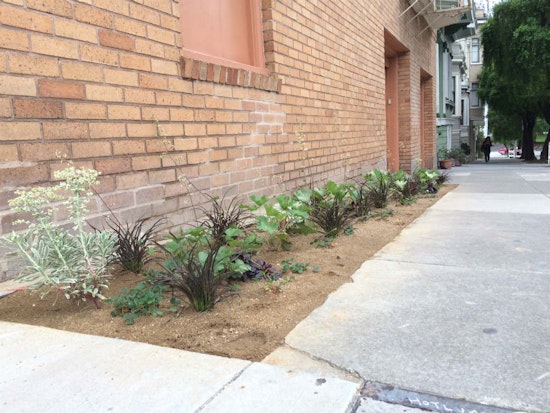 Spotted: New Sidewalk Garden On Shrader