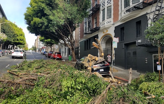 Ficus tree safety concerns top Hayes Valley meeting agenda