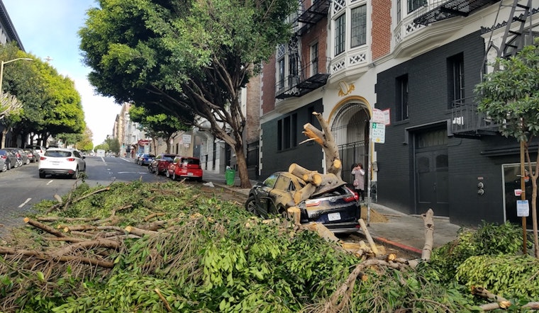 Ficus tree safety concerns top Hayes Valley meeting agenda