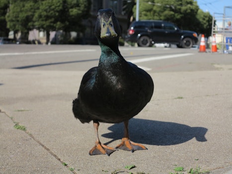 Get To Know Lil' Wayne, 'The People's Duck'