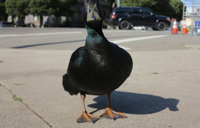 Get To Know Lil' Wayne, 'The People's Duck'