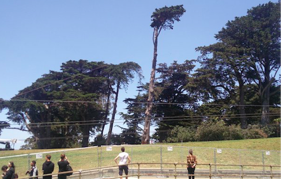 Video: Crews Fell Giant Tree As Alamo Square Renovations Continue