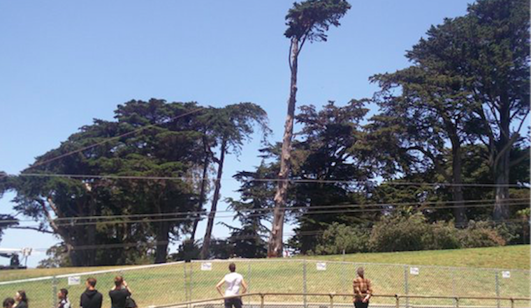 Video: Crews Fell Giant Tree As Alamo Square Renovations Continue