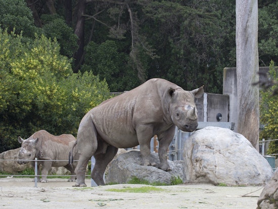 Outer Sunset Week: Endangered Animals, Honey Hive Concerts, Asian Art, More