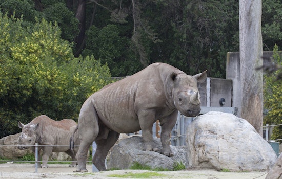 Outer Sunset Week: Endangered Animals, Honey Hive Concerts, Asian Art, More