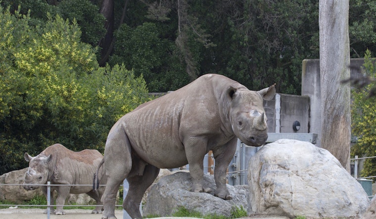 Outer Sunset Week: Endangered Animals, Honey Hive Concerts, Asian Art, More