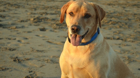 Reminder: Comment Period for GGNRA Dog Management Rule Closes Wednesday