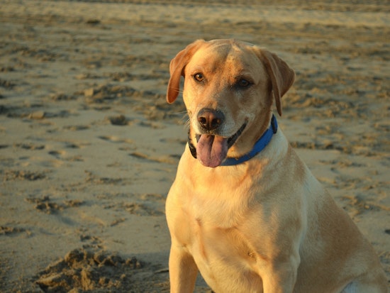 Reminder: Comment Period for GGNRA Dog Management Rule Closes Wednesday