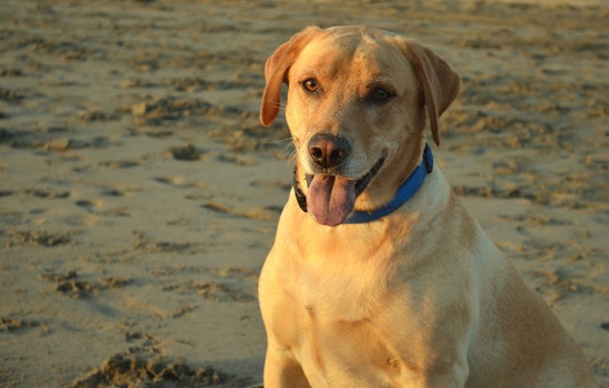 Reminder: Comment Period for GGNRA Dog Management Rule Closes Wednesday