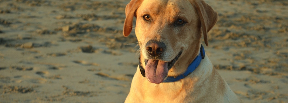 Reminder: Comment Period for GGNRA Dog Management Rule Closes Wednesday