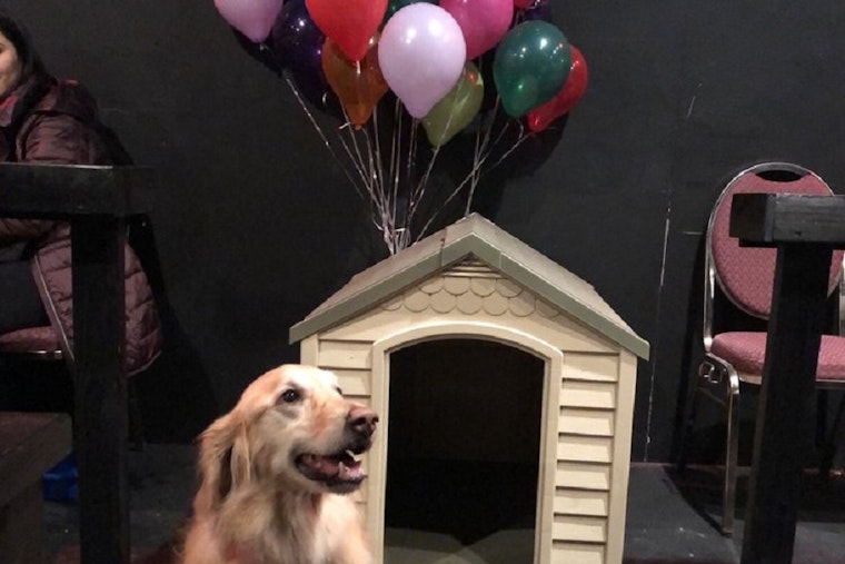New cinema K9 Cinemas now open in Plano