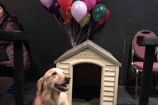 New cinema K9 Cinemas now open in Plano