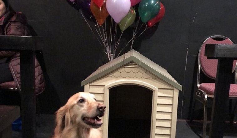 New cinema K9 Cinemas now open in Plano