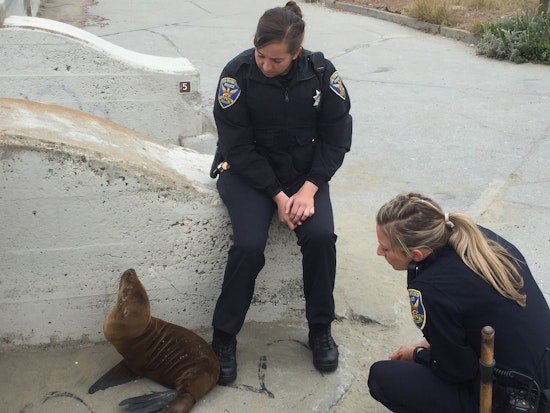 Police Rescue Stranded Sea Lion Pup At Ocean Beach