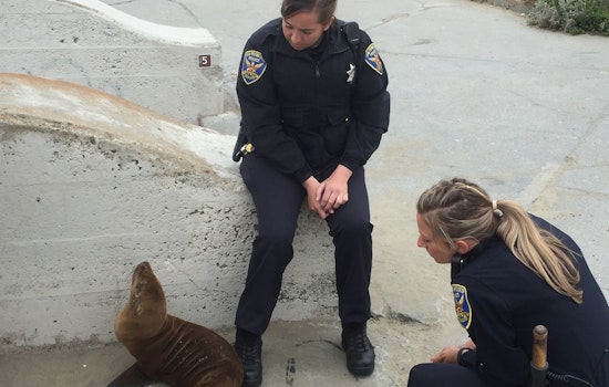 Police Rescue Stranded Sea Lion Pup At Ocean Beach
