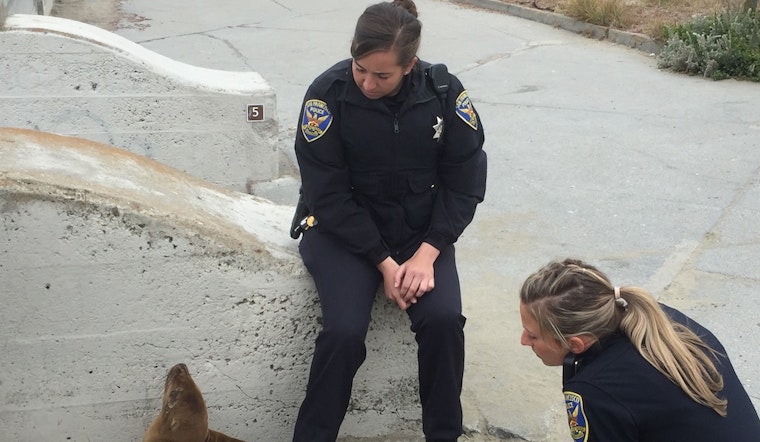 Police Rescue Stranded Sea Lion Pup At Ocean Beach